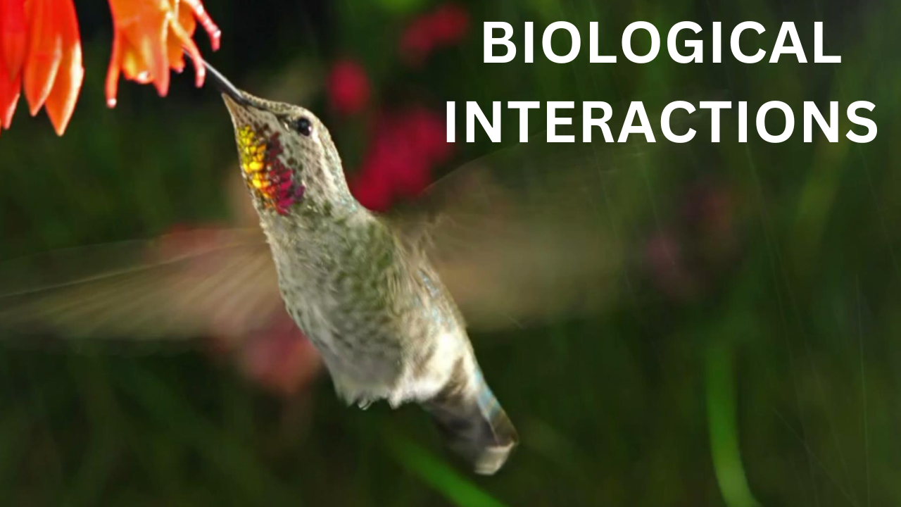 Intro to Biological Interactions. Video sheet, Google Forms, MS Forms, Blackboard, Canvas, Moodle & more (V2).
