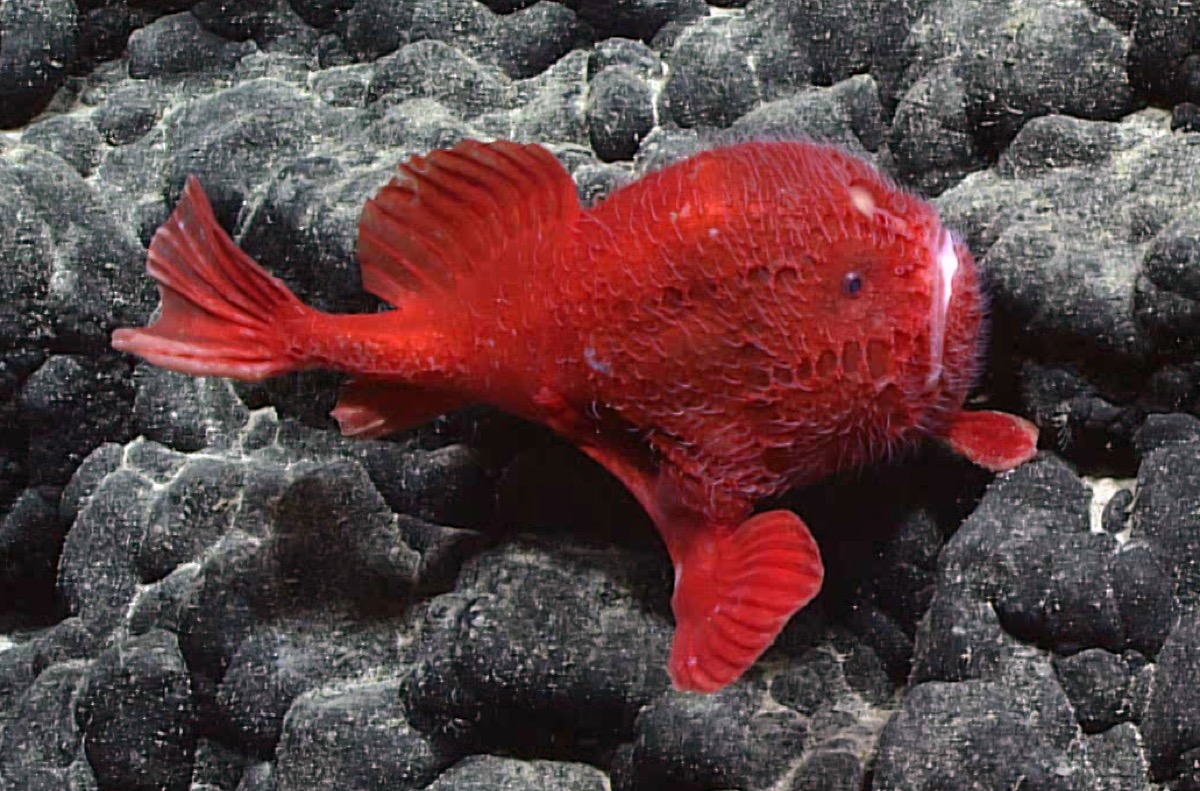 Looking For Life In The Deep Ocean