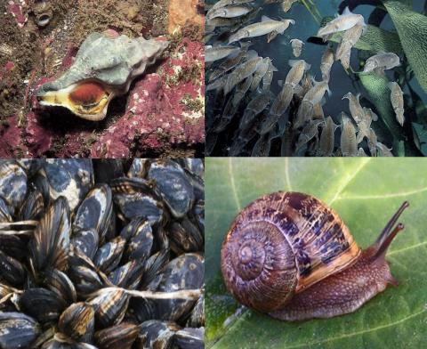 Phylum Mollusca: Macroevolution Module