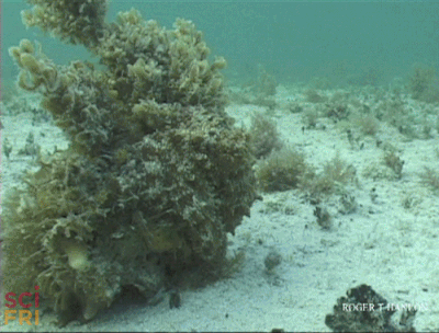 Cephalopod Camouflage: A Beauty That’s Skin Deep