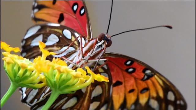 The genetic path to biodiversity - Science Nation